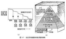 林德曼提出的林德曼生態學數量金字塔