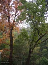 桂花森林公園