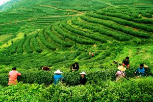 富陽岩頂茶