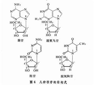 脫氧腺苷三磷酸