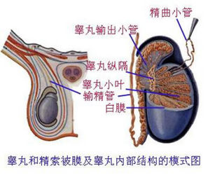 肉膜