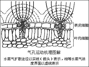 蒸氣擴散