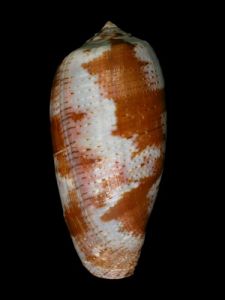 馬蘭芋螺