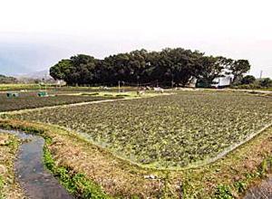 周田村[浙江省溫州市瑞安市莘塍鎮周田村]