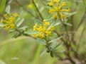 河朔蕘花