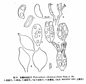 黃囊體刺皮耳