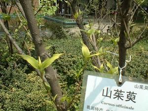 Cornus officinalis