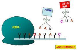 信使RNA