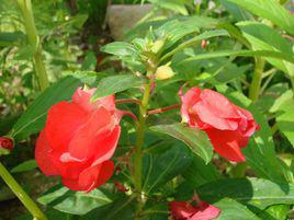 鳳仙花[鳳仙花科草本植物]