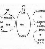 無氧閾