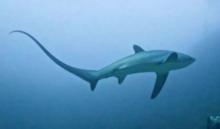 深海長尾鯊