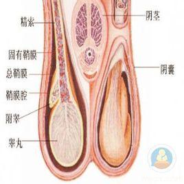 先天性無睪丸症