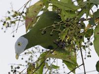 灰頭果鳩