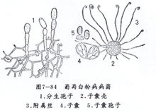 葡萄白粉病