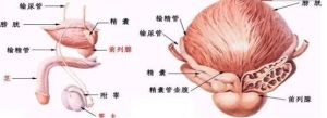 梗阻性無精症