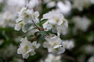 京山梅花