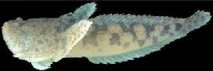 毒棘豹蟾魚