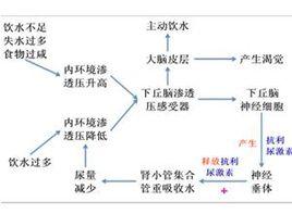 細胞外液滲透壓增高