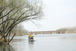 渦河水面上出現大量浮萍