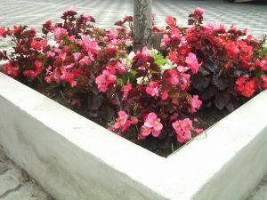 Bedding begonia