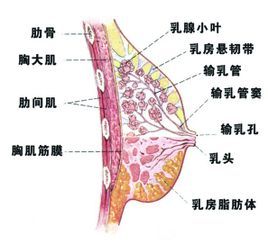 乳房漲痛