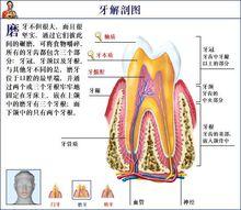 牙齒相關內容