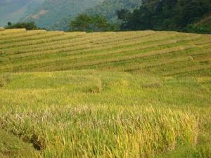 團樹村水田