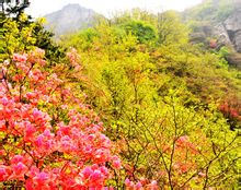 海上雲台山楸林花海