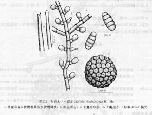 紅苞木生小煤炱