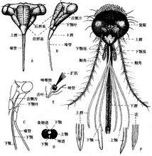 刺吸式口器