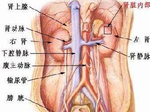 紫癜腎