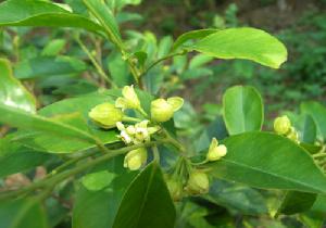 （圖）莞香與香文化