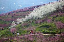 虎峰山桃花節