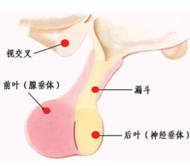 腺垂體