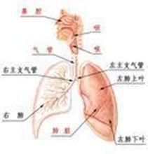 哮喘性支氣管炎