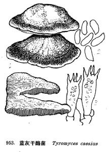 圖 953 藍灰乾酪菌 : 1. 子實體， 2. 孢子， 3. 擔子