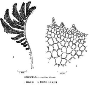 長柄雀冠藻