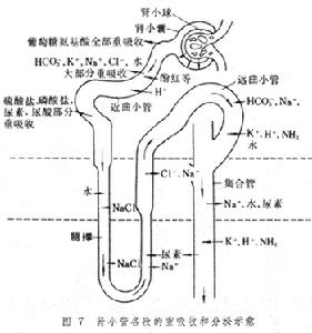 腎小管-間質腎炎