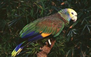 聖芬生鸚鵡（St. Vincent Parrot）