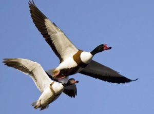 Common shelduck