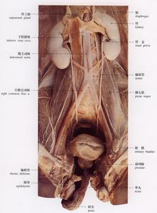 免疫抑制藥和抗癌藥中毒性腎病