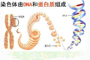 人類的染色體