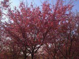 饒豐櫻花園