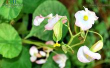 昌感秋海棠 Begonia cavaleriei