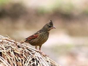 鳳頭鵐