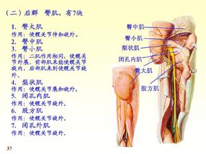 下肢肌