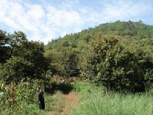 馬金鋪村