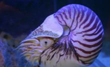 鸚鵡螺類