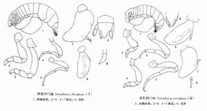 鉗形四門戎