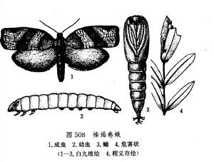 榛褐卷蛾